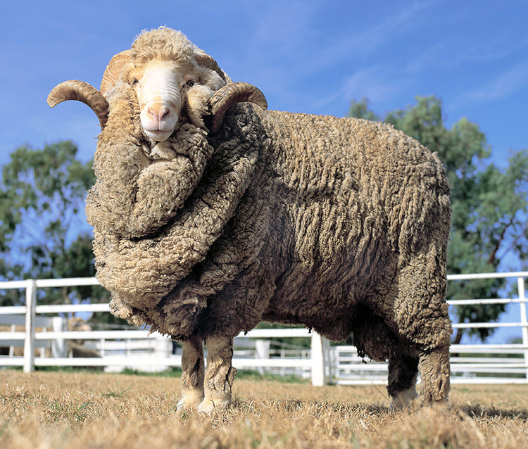 What is Merino Wool? (and why it is so special) 